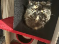 İran Persian