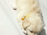 Yavrular yeni yuvalarını arıyor terrier