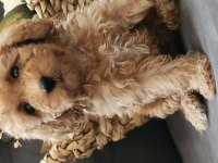 Veteriner teknikerinden sevimli toy poodle