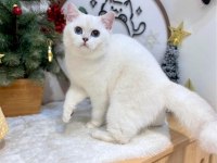 British shorthair dişi