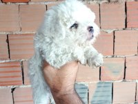 Kar beyaz maltipoo yavrular