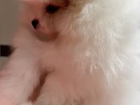 2 aylık dişi pomeranian yavru