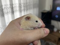 Yavru yetişkin Suriye hamsterı