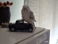 Albino Yavru Muhabbet Kuşu