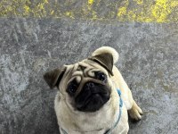 YETİSKİN ERKEK PUG MOPS