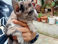 Merley french bulldog yavrular kalite