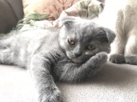 Scottish Fold Yavrularımıza Ömürlük Yuva Ariyoruz
