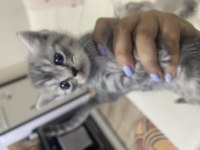 British shorthair kedimiz