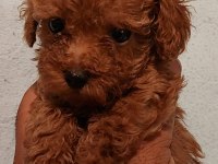 O bir prenses poodle