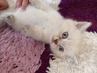 2 aylık british bebek kedilerimiz