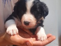 Border collie erkek