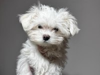 Üst sınıf maltese terrier yavrumuz