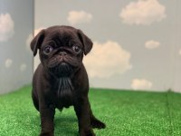 GÜL KUYRUK SAFKAN SİYAH DİŞİ VE ERKEK PUG YAVRULAR
