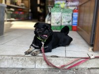 Egzotik Pug üretmek isteyenlere kaçırılmayacak fırsat