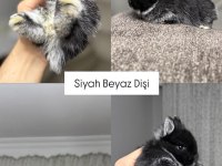 HOLANDA LOP MİNİ LOP CÜCE TAVSAN YAVRULARİ GONDERİM VAR