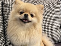 Minyatür pomeranian wc eğitimli uyumlu uysal