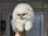 ÜST KALİTE TEACUP AYICIK SURAT POMERANİAN BOO ERKEK
