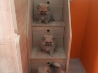 İzmir'de Uygun Pomeranian Boo Yavrular