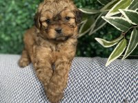 Tatlı Mı Tatlı Maltipoo Yavruları