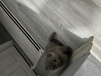 Scottish fold yavru