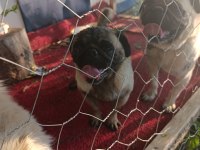Safkan pug mops dişi erkek