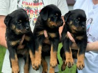 Rottweiler yavrularımız