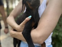 Doberman yavruları yeni yuvalarına gitmeye hazırlat