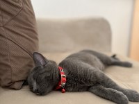8 Aylık British Shorthair Sahiplendirme