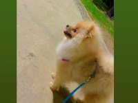 Sevimli pomeranian vegas
