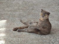 Scottish fold kedimizi sahiplendiriyoruz