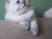 Anne sütü ile büyüyen 2 erkek bir dişi ragdoll yavrular
