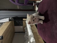 Kedi değil evlat alacaklar baksın