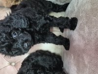 1 Ağustos Doğumlu Yavrular