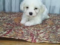 3 sevimli çocuk morkie