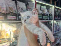 Birbirinden güzel British Shorthair yavrularımız