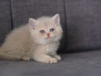 Orijinal Safkan British Lilac Golden shaded Erkek