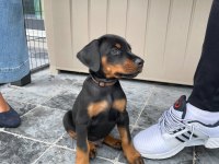 Evinizin Neşesi Doberman Bebişler Her Yere Kapıda Öde