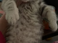 A kalite scottish fold ve british shorthair yavrular