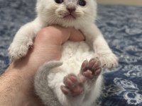 Blue ve blue point scottish fold yavrular