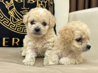 Maltipoo yavrular yeni ailelerini bekliyor