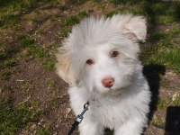 Acil uygun maltese terrier