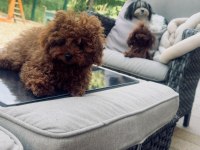 6 aylık 1200 gr tea cuo kore poodle yavrumuz