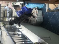 2 aylık cane corso