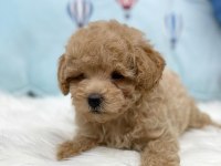 IRK GARANTİLİ MALTİPOO YAVRULARI