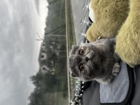 5 aylıktır uysal ev kedisi scottish fold
