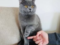 British Shorthair Erkek Oğlumuza Dişi Arıyoruz