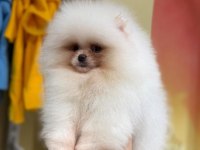 POMERANAİN BOO 3 AYLIK