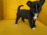 Gri özel renk mini boy elma kafa chihuahualar