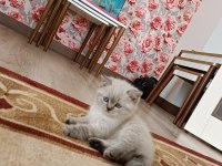Safkan kedimiz esi yoktur kimsede