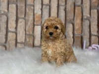 Şecereli Mikro Çipli Poodle Yavrular Erkek Dişi